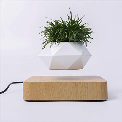 Kiko-ershaa Plante en Lévitation Plante Flottant Air Bonsaï 